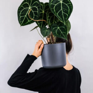 plants-store-gallery-img-1.jpg