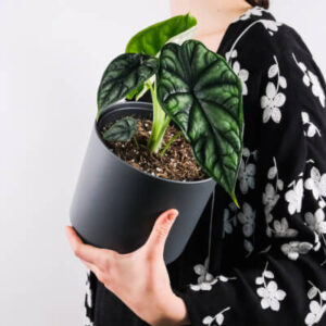 plants-store-gallery-img-4.jpg